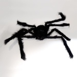 დიდი ობობა ბუსუსებით - Image 2