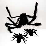 დიდი ობობა ბუსუსებით - Image 4