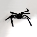 დიდი ობობა ბუსუსებით - Image 3